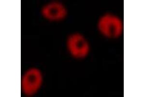 ABIN6267251 staining 293 by IF/ICC.