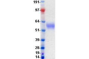 Validation with Western Blot