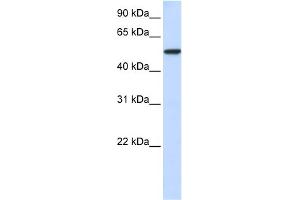 WB Suggested Anti-KPNA3 Antibody Titration: 0. (KPNA3 anticorps  (N-Term))