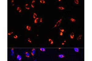 Immunofluorescence analysis of NIH/3T3 using TOM20 Polyclonal Antibody at dilution of 1:100.
