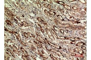 Immunohistochemistry (IHC) analysis of paraffin-embedded Human Kidney, antibody was diluted at 1:100. (IDH1 anticorps  (N-Term))