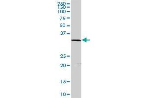 PLSCR1 MaxPab rabbit polyclonal antibody. (PLSCR1 anticorps  (AA 1-318))