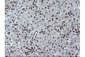 Image no. 4 for anti-Meis Homeobox 3 (MEIS3) (AA 1-261) antibody (ABIN1490670)