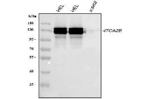 anti-Integrin Alpha2b (CD41) (AA 677-711), (C-Term) antibody