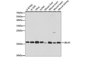 Western blot analysis of extracts of various cell lines, using UBL4A antibody. (UBL4A anticorps  (AA 1-157))