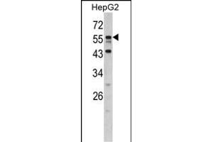 Western blot analysis of DONSON antibody (N-term) (ABIN390485 and ABIN2840846) in HepG2 cell line lysates (35 μg/lane). (DONSON anticorps  (N-Term))