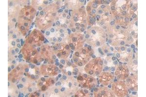 DAB staining on IHC-P; Samples: Rat Kidney Tissue (MUC5B anticorps  (AA 3667-3771))