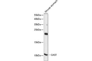 Western blot analysis of extracts of mouse stomach, using GAST antibody (ABIN7267354) at 1:1000 dilution. (Gastrin anticorps  (AA 1-100))