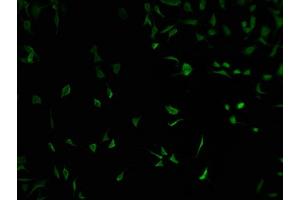 anti-E74-Like Factor 2 (Ets Domain Transcription Factor) (ELF2) (AA 1-353) antibody