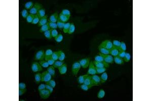 IF analysis of MPI using anti-MPI antibody (ABIN7600514). (MPI anticorps  (AA 2-99))