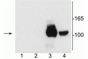 Western blot of 10 µg of HEK 293 cells specific immunolabeling of the ~120 kDa NR1 subunit of the NMDA receptor containing the C2’ splice variant insert (lanes 3 and 4).
