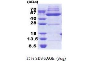SDS-PAGE (SDS) image for 3-Oxoacyl-ACP Synthase, Mitochondrial (OXSM) (AA 28-459) protein (His tag) (ABIN5853265)