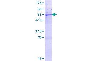 Kallikrein 7 (KLK7) (AA 1-253) protein (GST tag)