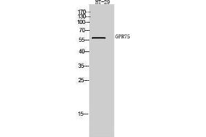 Western Blotting (WB) image for anti-G Protein-Coupled Receptor 75 (GPR75) (C-Term) antibody (ABIN3184909) (GPR75 anticorps  (C-Term))
