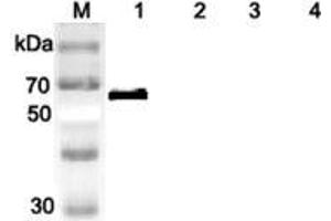 Western blot analysis of human DLL1 using anti-DLL1 (human), pAb  at 1:2,000 dilution. (DLL1 anticorps)