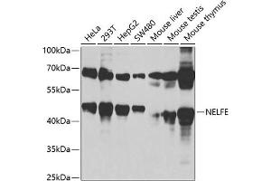 Western blot analysis of extracts of various cell lines, using NELFE antibody (ABIN6127278, ABIN6144526, ABIN6144528 and ABIN6220173) at 1:1000 dilution. (RDBP anticorps  (AA 1-280))