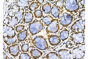 ABIN6261072 and ABIN6266637 at 1/100 staining Rat stomach tissue by IHC-P. (CSTB anticorps  (C-Term))