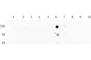 Histone H3 acetyl Lys27 mAb tested by dot blot analysis. (Histone 3 anticorps  (H3K27ac))