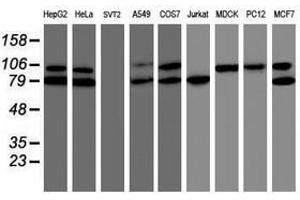 anti-TNF Receptor-Associated Protein 1 (TRAP1) antibody