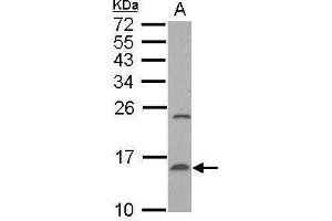 WB Image Sample (50 ug of whole cell lysate) A: mouse liver 15% SDS PAGE antibody diluted at 1:500