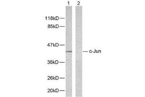 Western blot analysis of extracts from HeLa cells using c-Jun (Ab-243) antibody (E021025). (C-JUN anticorps)
