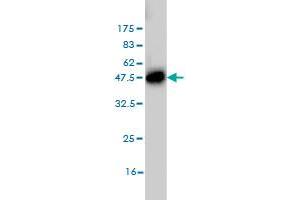 Western Blot detection against Immunogen (37.