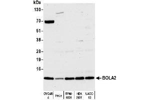 anti-BolA Homolog 2 (BOLA2) (AA 36-86) antibody