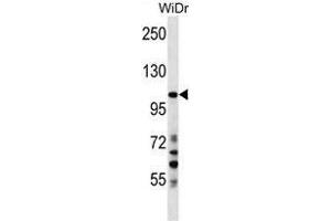 SUSD2 Antibody (C-term) western blot analysis in WiDr cell line lysates (35 µg/lane). (SUSD2 anticorps  (C-Term))