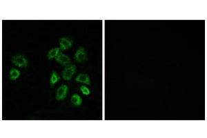 Immunofluorescence (IF) image for anti-G Protein-Coupled Receptor, Family C, Group 5, Member B (GPRC5B) (Internal Region) antibody (ABIN1853018) (GPRC5B anticorps  (Internal Region))