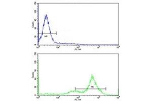 Flow cytometric analysis of K562 cells using GATA2 antibody (green) compared to a negative control (blue).