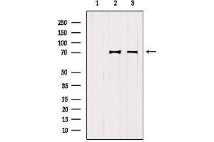 Western blot analysis of extracts from various samples, using VISA Antibody. (MAVS anticorps  (C-Term))