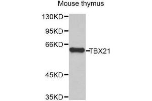 Western Blotting (WB) image for anti-T-Bet (AA 326-535) antibody (ABIN6220736) (T-Bet anticorps  (AA 326-535))