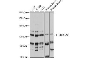Western blot analysis of extracts of various cell lines, using SLC14 antibody (ABIN6130772, ABIN6147851, ABIN6147852 and ABIN6217121) at 1:3000 dilution. (Solute Carrier Family 14 (Urea Transporter, Kidney) Member 2 (SLC14A2) (AA 420-580) anticorps)