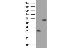 Image no. 4 for anti-3-Oxoacyl-ACP Synthase, Mitochondrial (OXSM) (AA 78-343) antibody (ABIN1491676) (OXSM anticorps  (AA 78-343))