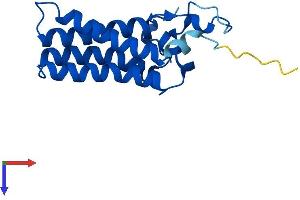 AlphaFold protein structure predicition of Human Recombinant ORMDL2 Protein, UniprotID Q53FV1