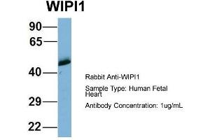 Host: Rabbit  Target Name: WIPI1  Sample Tissue: Human Fetal Heart  Antibody Dilution: 1. (WIPI1 anticorps  (Middle Region))