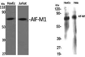 Western Blot (WB) analysis of specific cells using AIF-M1 Polyclonal Antibody.