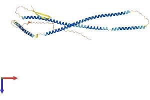 AlphaFold protein structure predicition of Mouse Recombinant Krt23 Protein, UniprotID Q99PS0