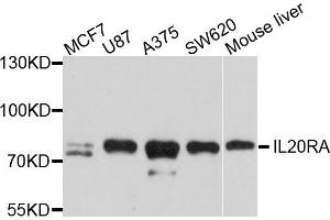 Western blot analysis of extract of various cells, using IL20RA antibody. (IL20RA anticorps)