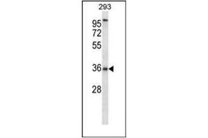 Western blot analysis of P2RY6 / P2Y2 Antibody (C-term) in 293 cell line lysates (35ug/lane). (P2RY6 anticorps  (C-Term))