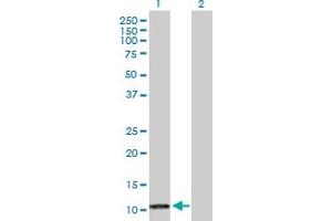 Western Blot analysis of PF4 expression in transfected 293T cell line by PF4 MaxPab polyclonal antibody. (PF4 anticorps  (AA 1-101))
