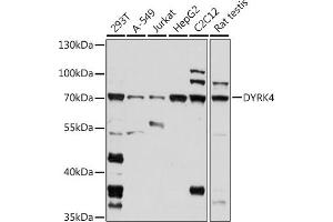 Western blot analysis of extracts of various cell lines, using DYRK4 antibody (ABIN7266850) at 1:1000 dilution.