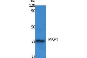 Western Blot (WB) analysis of specific cells using MKP-1 Polyclonal Antibody.