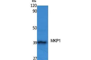 Western Blot (WB) analysis of specific cells using MKP-1 Polyclonal Antibody. (DUSP1 anticorps  (Ser31))