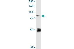 Immunoprecipitation of FBLN1 transfected lysate using anti-FBLN1 MaxPab rabbit polyclonal antibody and Protein A Magnetic Bead , and immunoblotted with FBLN1 purified MaxPab mouse polyclonal antibody (B01P) .