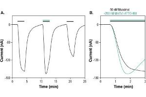 MmTx1 Toxin-ATTO Fluor-488 modulates GABA(A) receptors expressed in Xenopus oocytes.