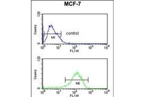 LSP1 Antibody (Center) (ABIN651634 and ABIN2840339) flow cytometric analysis of MCF-7 cells (bottom histogram) compared to a negative control cell (top histogram).