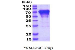 SDS-PAGE (SDS) image for Heat Shock 70kDa Protein 8 (HSPA8) (AA 1-646) protein (His tag) (ABIN668046)