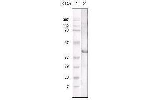 Western blot analysis using LAL mouse mAb against LAL recombinant protein. (Lipase A anticorps)