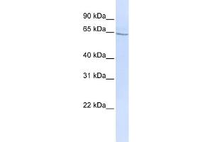 WB Suggested Anti-GLP2R Antibody Titration: 0. (GLP2R anticorps  (N-Term))
